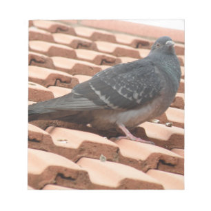 Rooftop Pigeon Notepad