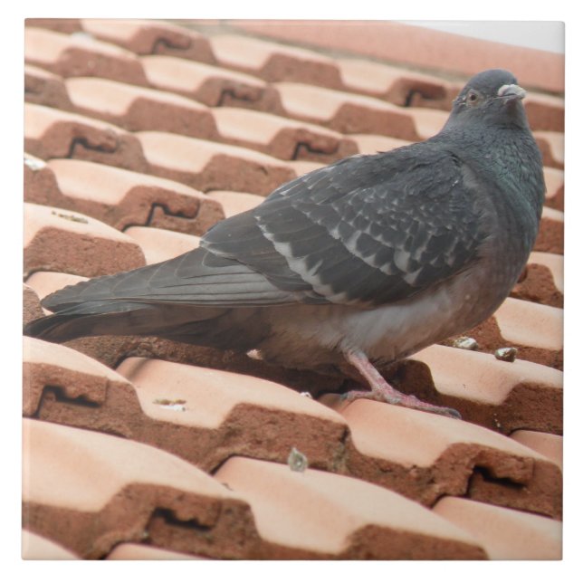 Rooftop Pigeon Tile (Front)