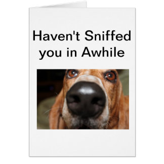 Roofus Sniffs Cards