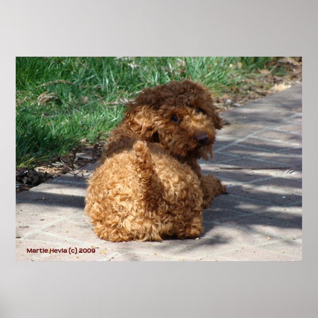 Rookie Never Look Back Poster (Front)