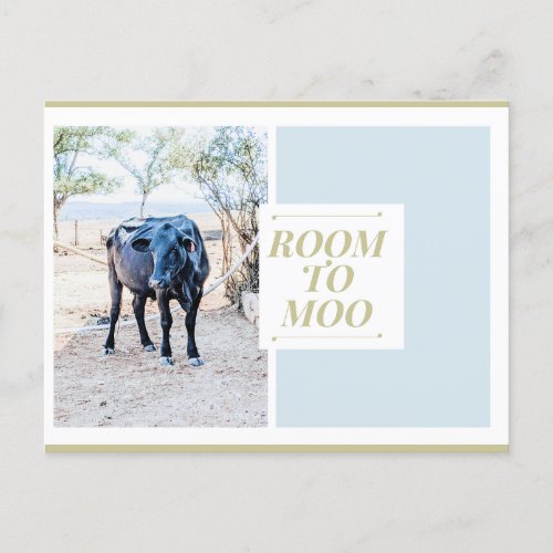 Room to Moo Postcard