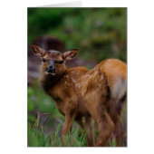 Roosevelt Elk Calf 1 (Front)