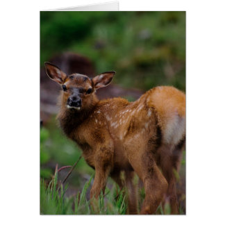 Roosevelt Elk Calf 1 Cards