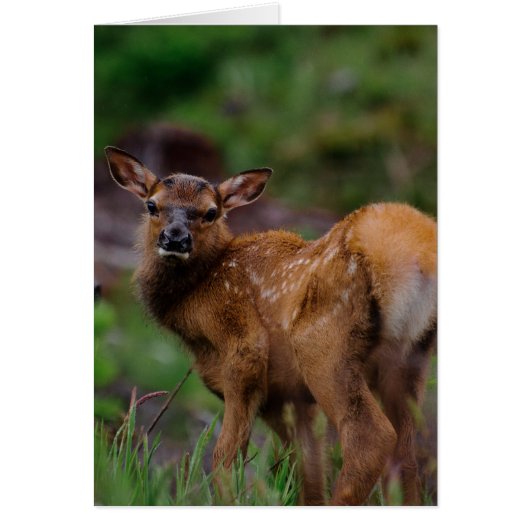 Roosevelt Elk Calf 1 Cards (Front)