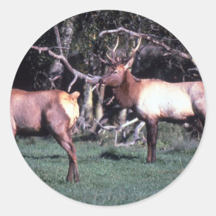 Roosevelt Elk Classic Round Sticker