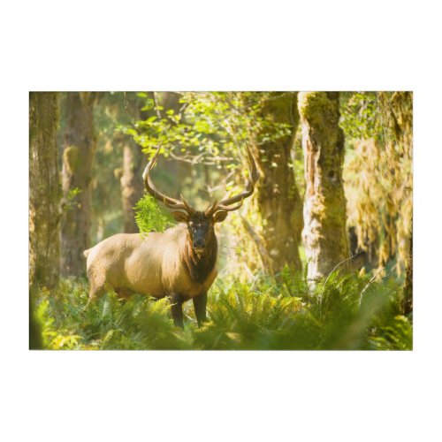 Roosevelt Elk  Olympic National Park Washington Acrylic Print