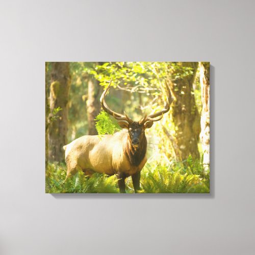 Roosevelt Elk  Olympic National Park Washington Canvas Print