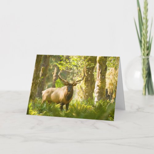 Roosevelt Elk  Olympic National Park Washington Card