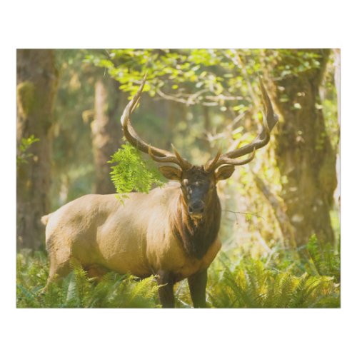 Roosevelt Elk  Olympic National Park Washington Faux Canvas Print