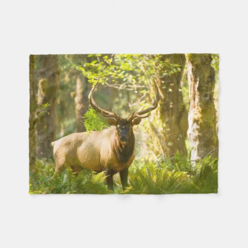 Roosevelt Elk  Olympic National Park Washington Fleece Blanket