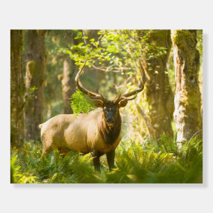 Roosevelt Elk Olympic National Park, Washington Foam Board