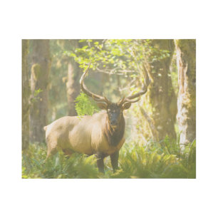 Roosevelt Elk Olympic National Park, Washington Gallery Wrap