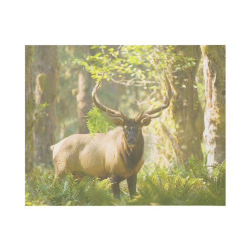 Roosevelt Elk  Olympic National Park Washington Gallery Wrap