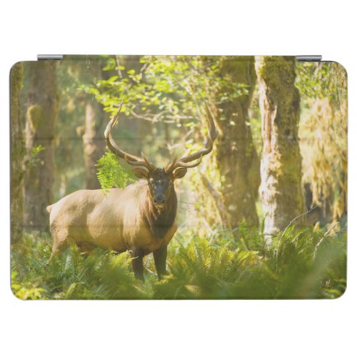 Roosevelt Elk  Olympic National Park Washington iPad Air Cover