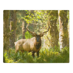 Roosevelt Elk Olympic National Park, Washington Jigsaw Puzzle
