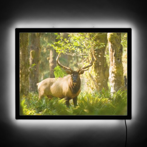 Roosevelt Elk  Olympic National Park Washington LED Sign