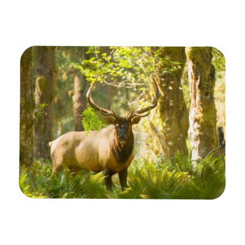 Roosevelt Elk  Olympic National Park Washington Magnet