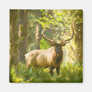 Roosevelt Elk   Olympic National Park, Washington Magnet