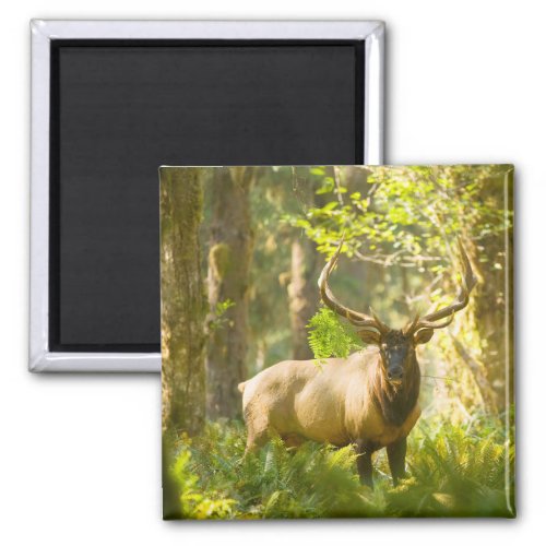Roosevelt Elk  Olympic National Park Washington Magnet