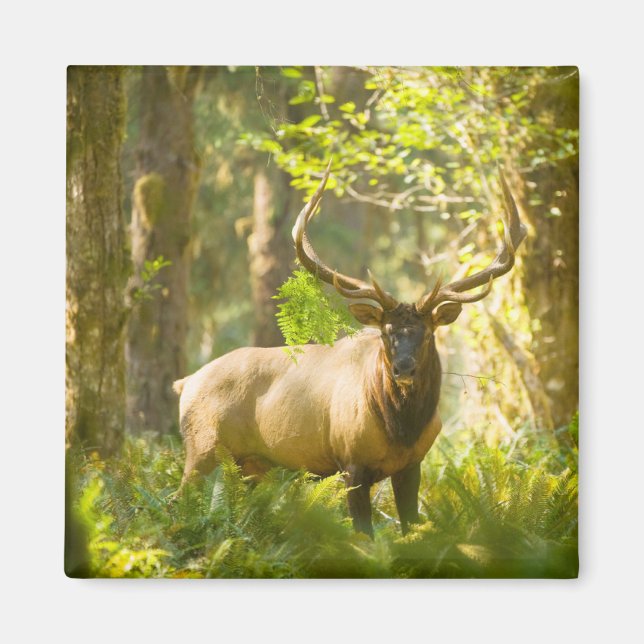 Roosevelt Elk | Olympic National Park, Washington Magnet (Front)