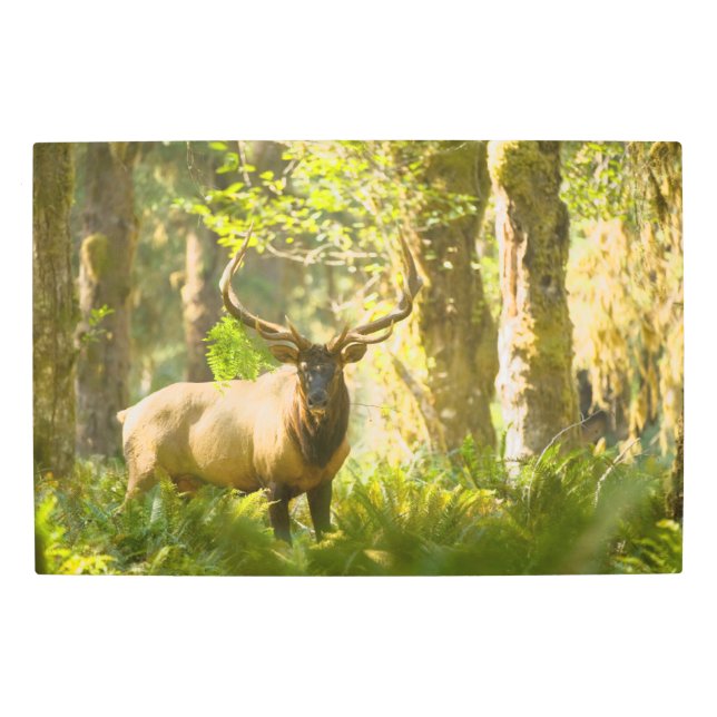 Roosevelt Elk | Olympic National Park, Washington Metal Print (Front)