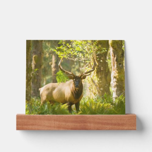 Roosevelt Elk  Olympic National Park Washington Picture Ledge
