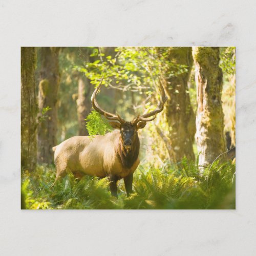 Roosevelt Elk  Olympic National Park Washington Postcard