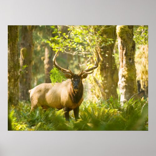 Roosevelt Elk  Olympic National Park Washington Poster