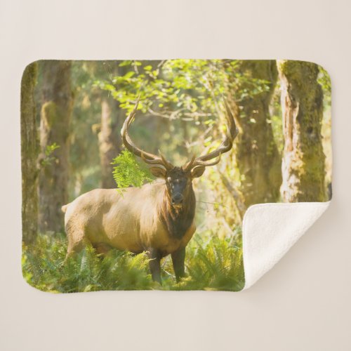 Roosevelt Elk  Olympic National Park Washington Sherpa Blanket