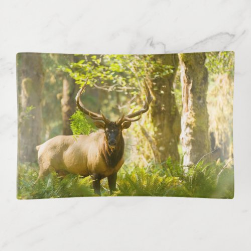 Roosevelt Elk  Olympic National Park Washington Trinket Tray