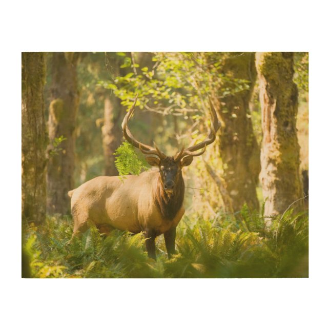 Roosevelt Elk | Olympic National Park, Washington Wood Wall Art (Front)