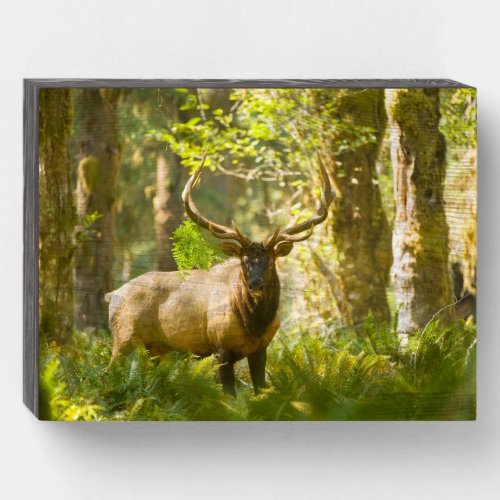 Roosevelt Elk  Olympic National Park Washington Wooden Box Sign