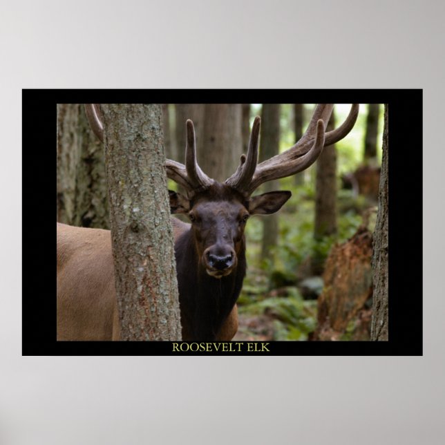 Roosevelt Elk Poster (Front)