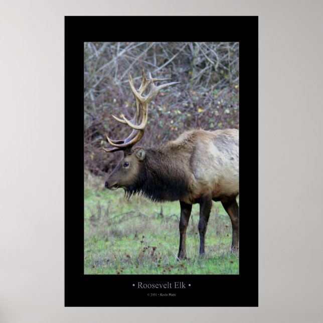Roosevelt Elk Poster (Front)