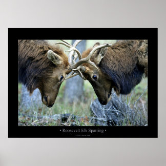 Roosevelt Elk Sparring Poster