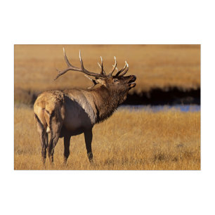 Roosevelt Eull Elk Wyoming Acrylic Print