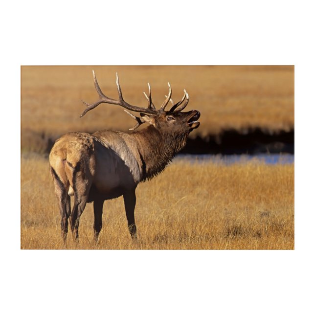 Roosevelt Eull Elk Wyoming Acrylic Print (Front)