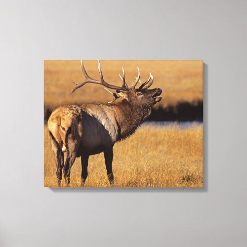 Roosevelt Eull Elk Wyoming Canvas Print