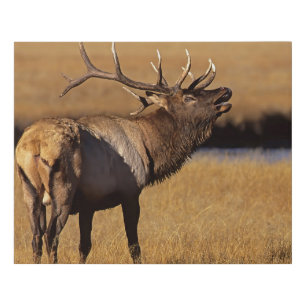 Roosevelt Eull Elk Wyoming Faux Canvas Print