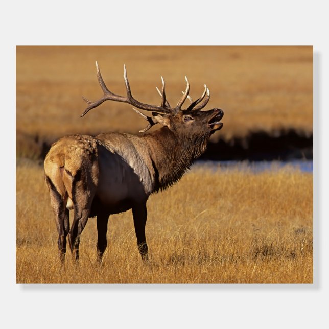 Roosevelt Eull Elk Wyoming Foam Board (Front)