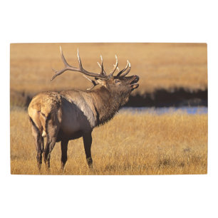 Roosevelt Eull Elk Wyoming Metal Print