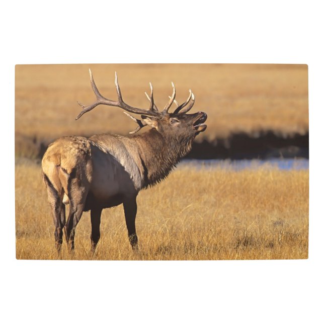 Roosevelt Eull Elk Wyoming Metal Print (Front)