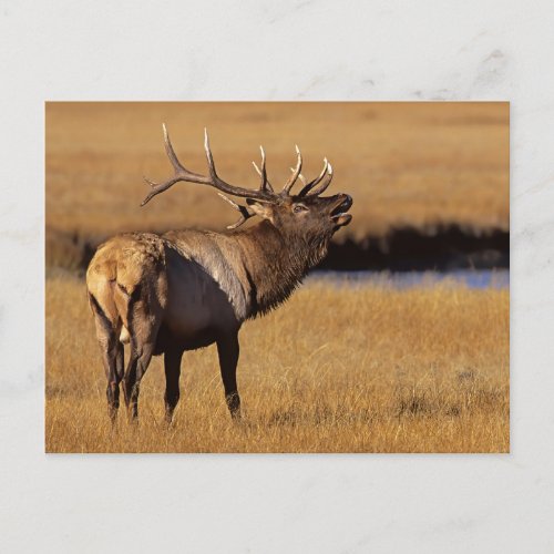 Roosevelt Eull Elk Wyoming Postcard