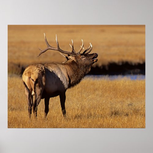 Roosevelt Eull Elk Wyoming Poster