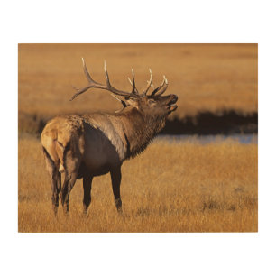 Roosevelt Eull Elk Wyoming Wood Wall Art