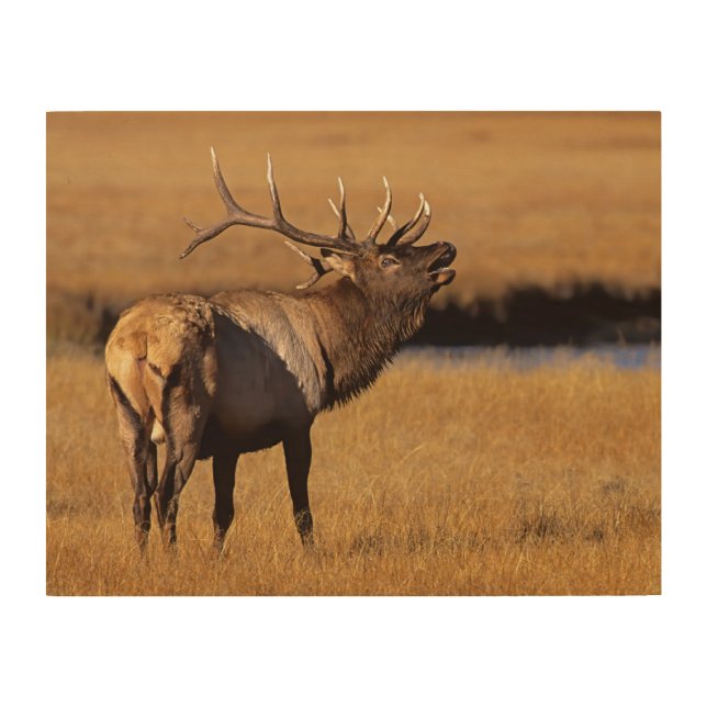 Roosevelt Eull Elk Wyoming Wood Wall Art (Front)