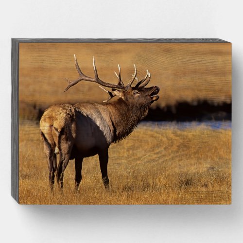 Roosevelt Eull Elk Wyoming Wooden Box Sign