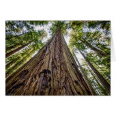 Roosevelt Grove (Front Horizontal)