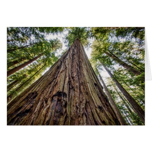 Roosevelt Grove Cards (Front Horizontal)