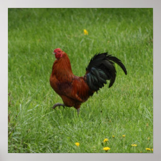Rooster 1 - poster